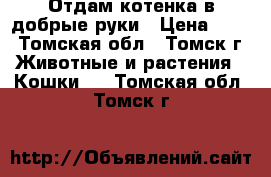 Отдам котенка в добрые руки › Цена ­ 10 - Томская обл., Томск г. Животные и растения » Кошки   . Томская обл.,Томск г.